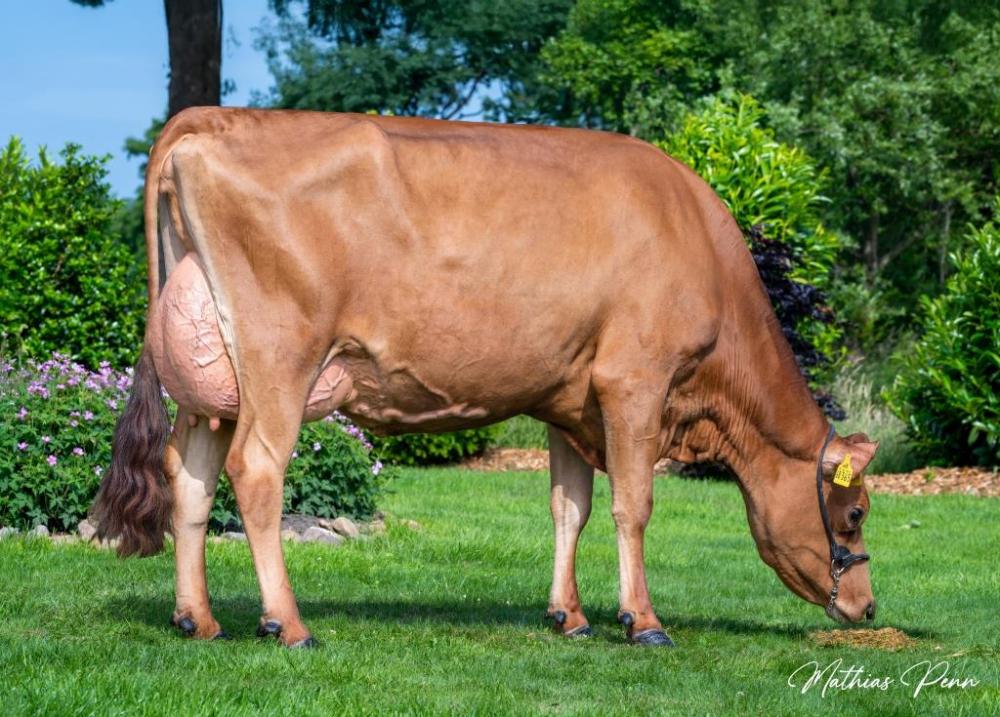Dam: Prismagen Aarre Wonderland VG-85 