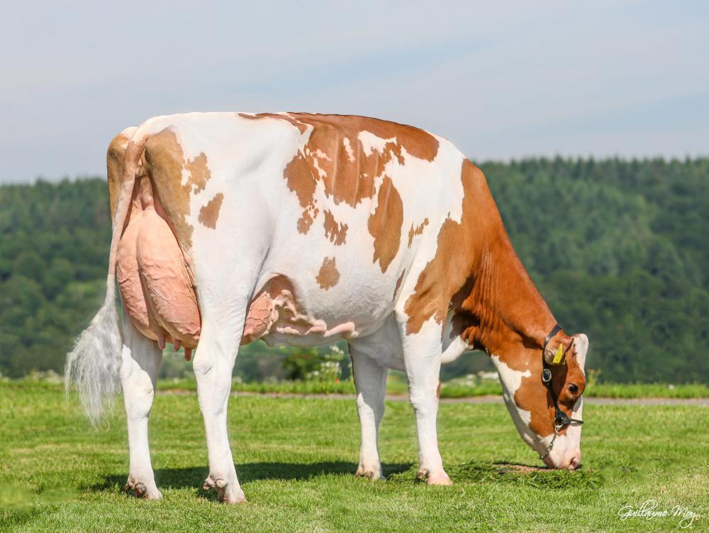 Dam: NH Arvis Silky-Red EX-91