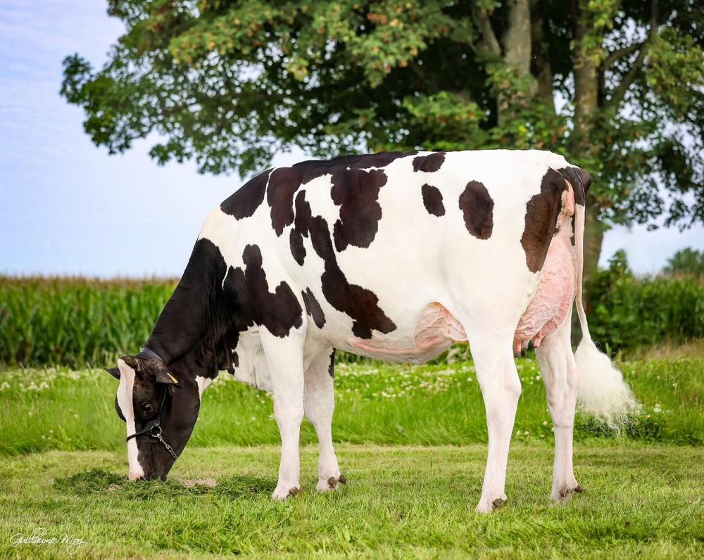 TG Skyliner Eclipse RC