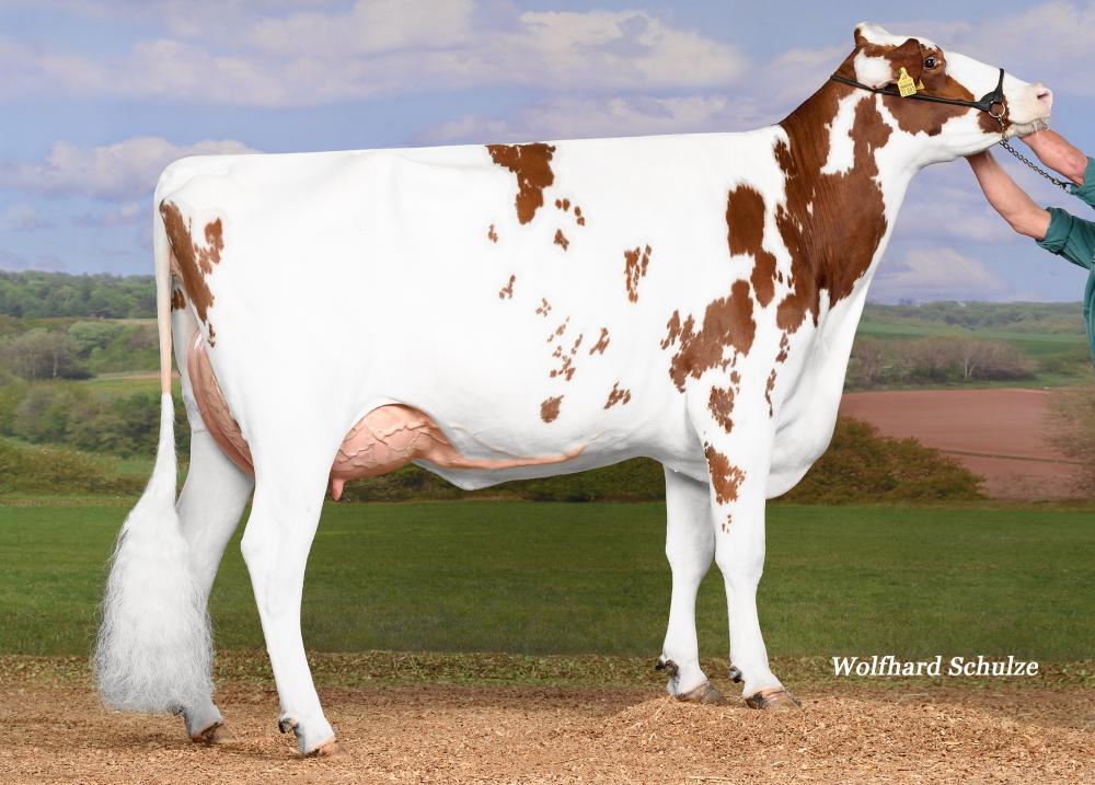 2nd dam: KNS Daddy Cool VG-85